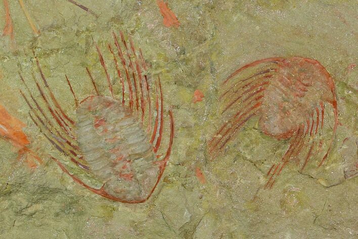 Two Red Selenopeltis Trilobites - Fezouata Formation #130405